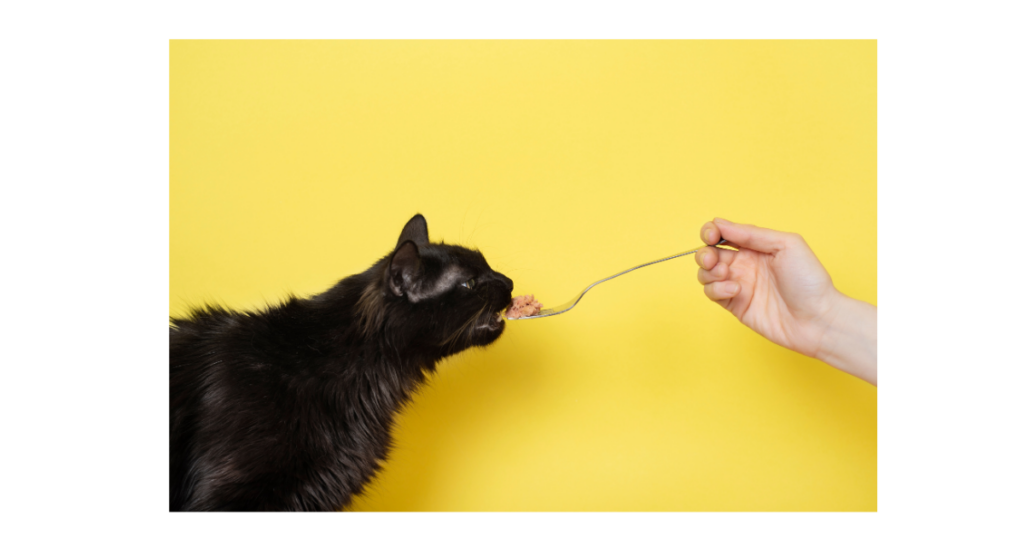 Feed a cat